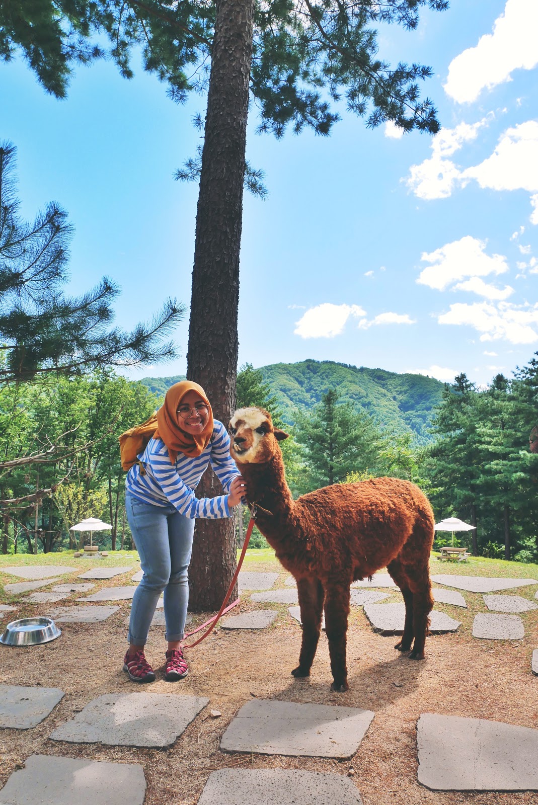 Mau Main sama Alpaca di Korea Selatan?