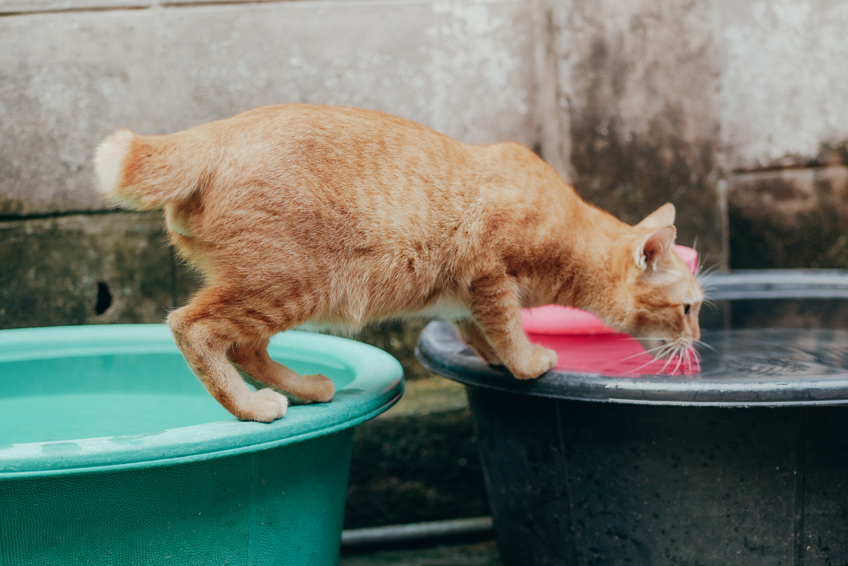 10 Kucing Liar di Bangkok dan Cerita Pertemuannya