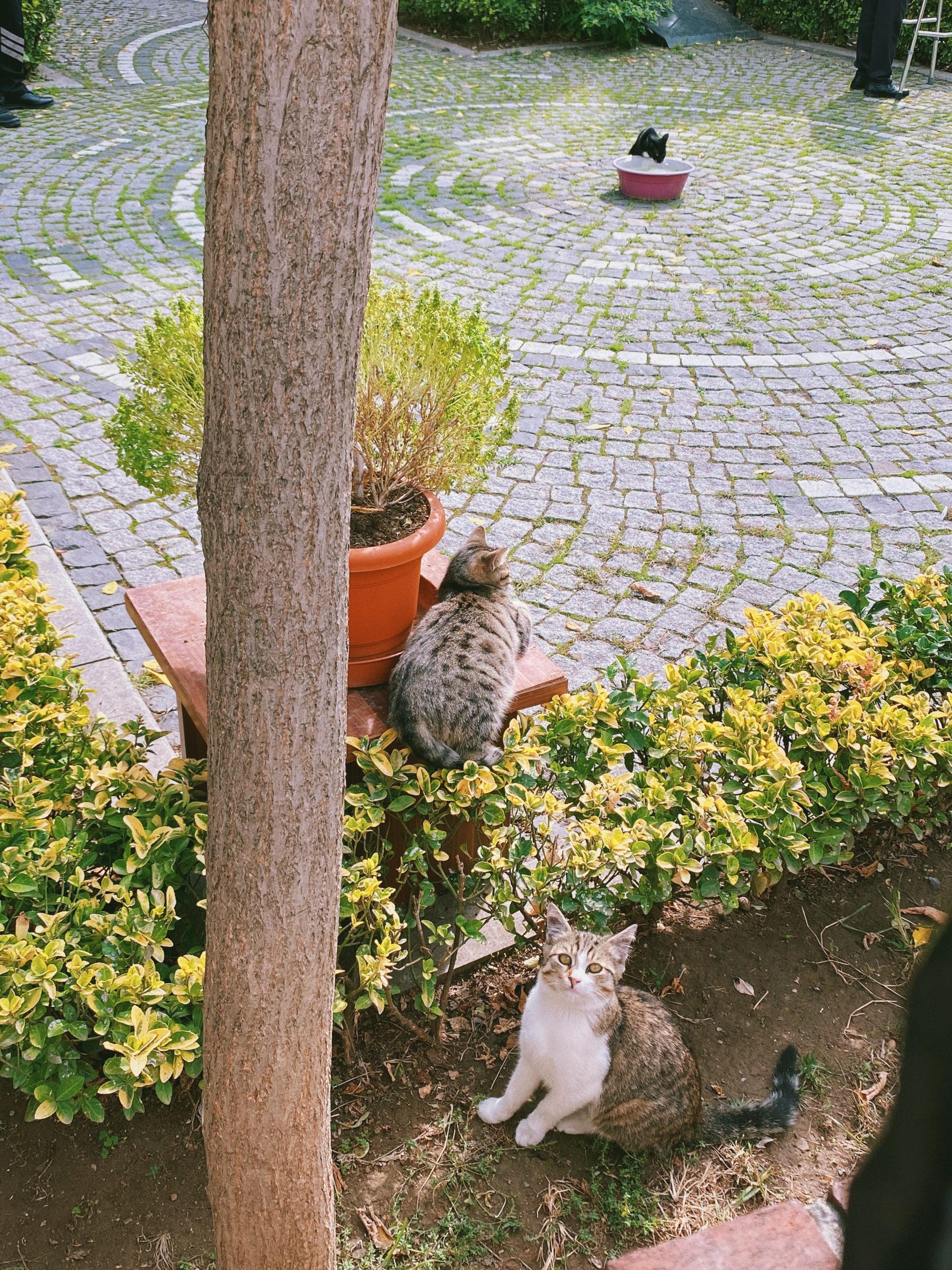 Cat Turkey