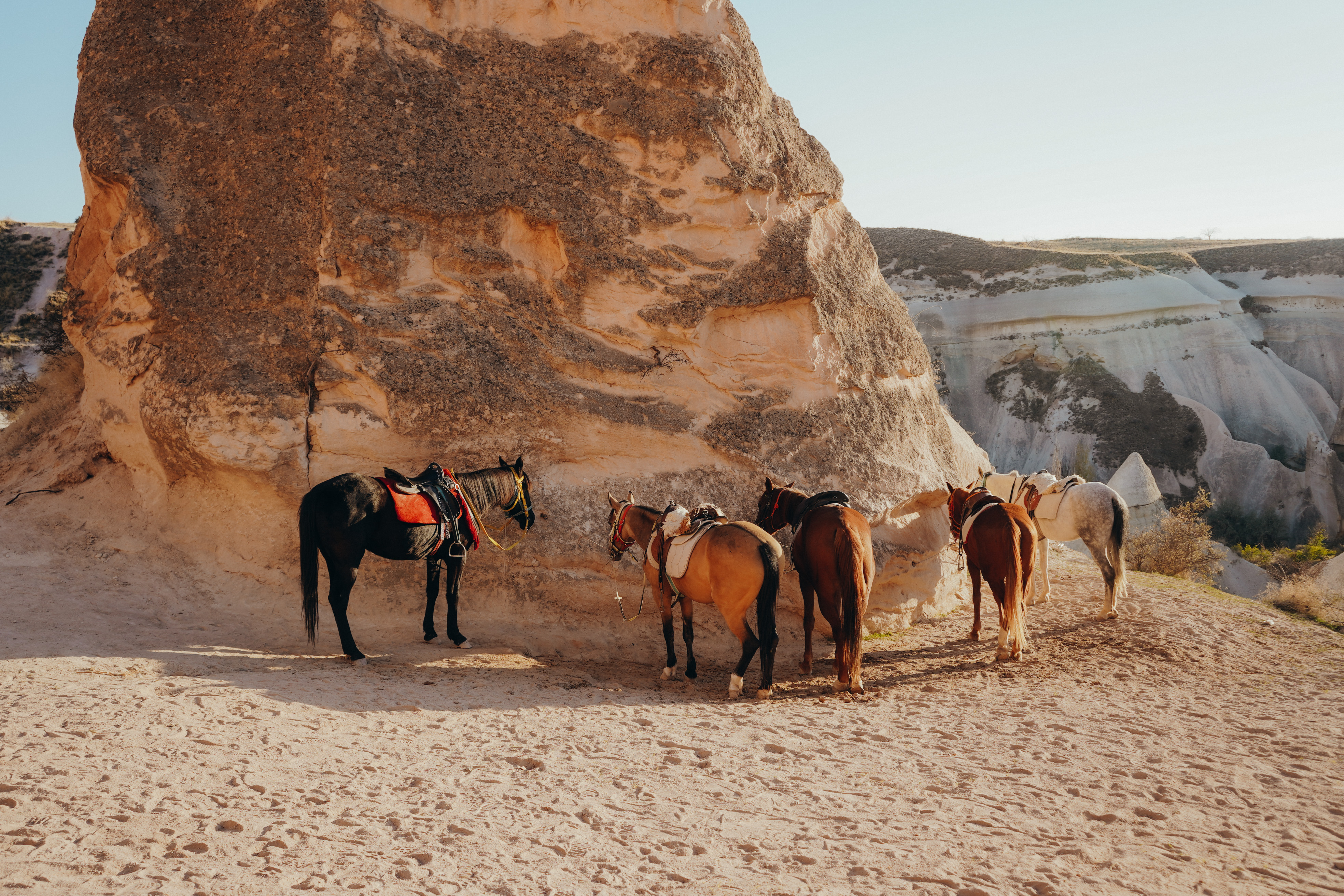 Horse on Rose Valley Cappadocia